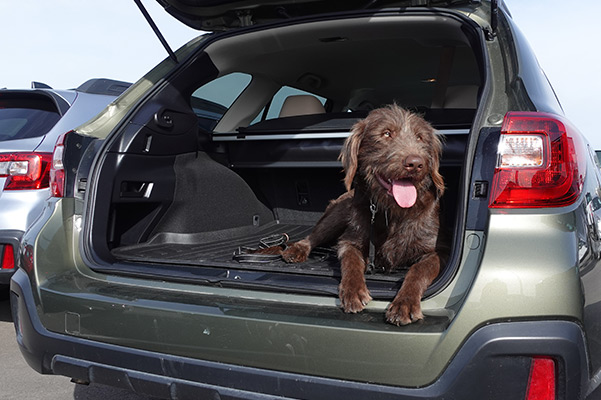 Happy dog in back of Subaru