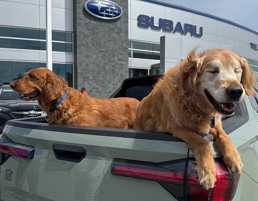dogs in back of truck