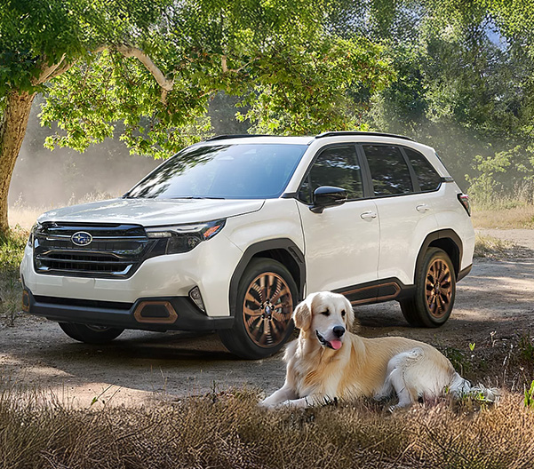 Subaru Forester with Golden Retriever lying infront of it