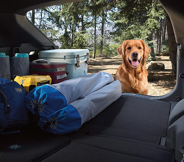 Rear hatch of Subaru Ascent with Golden Retriever looking inside